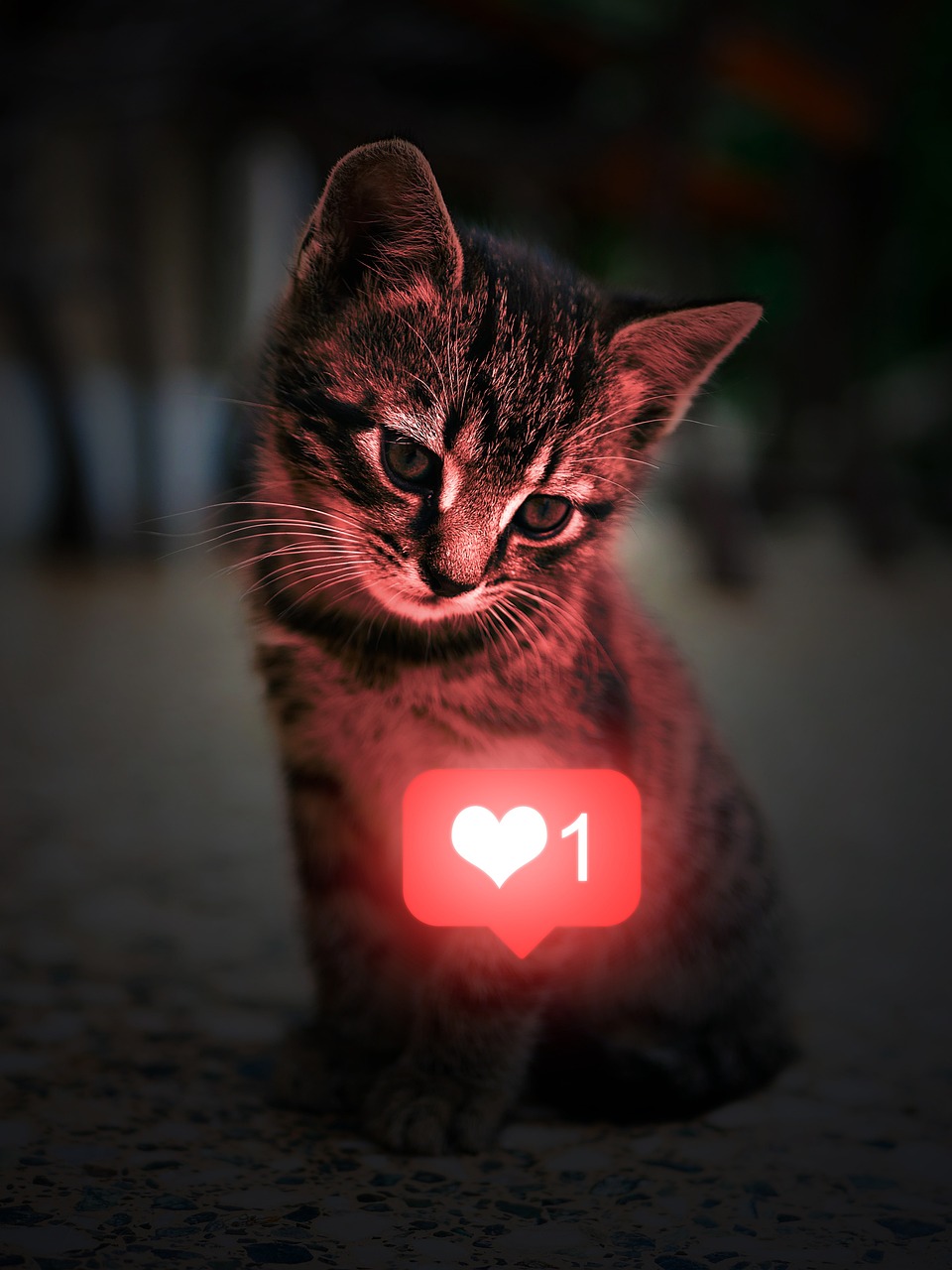 cat, kitten, heart